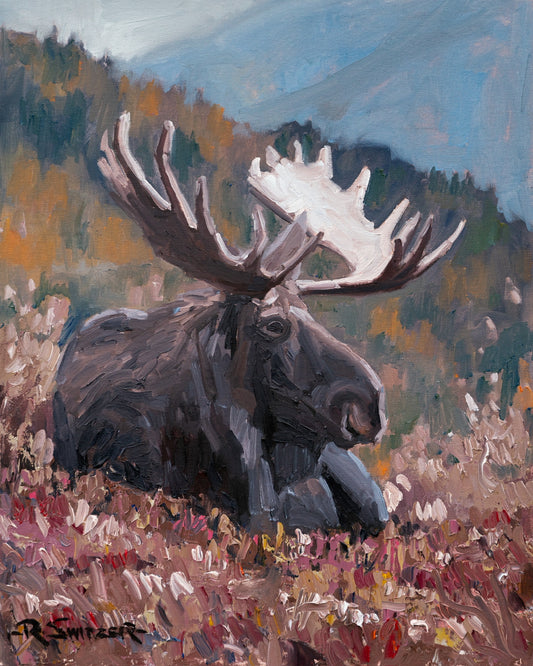 Resting Moose